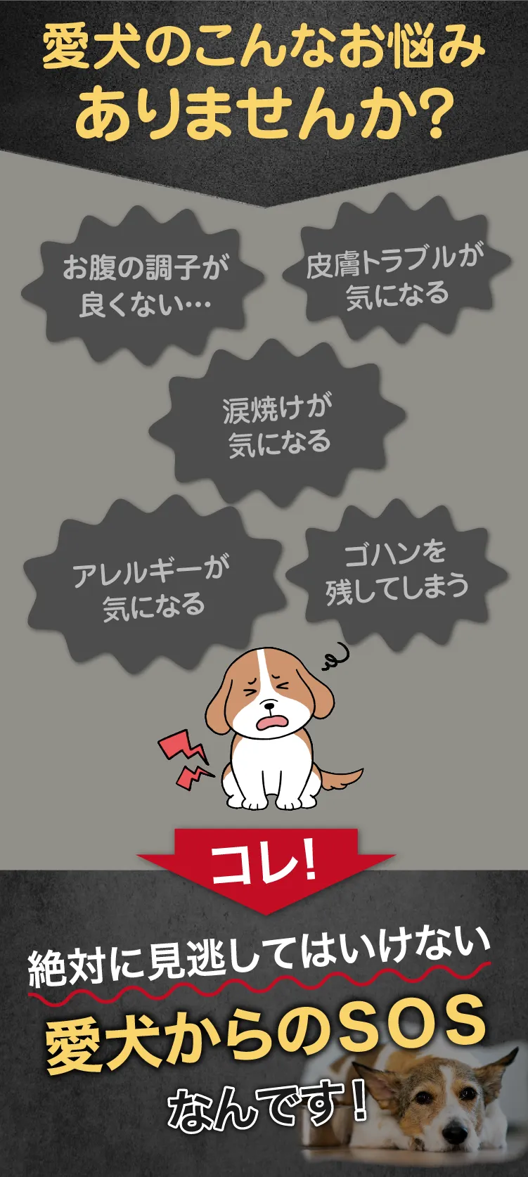 愛犬のこんなお悩み思い当たりませんか？絶対に見逃してはいけない愛犬からのサインなんです！