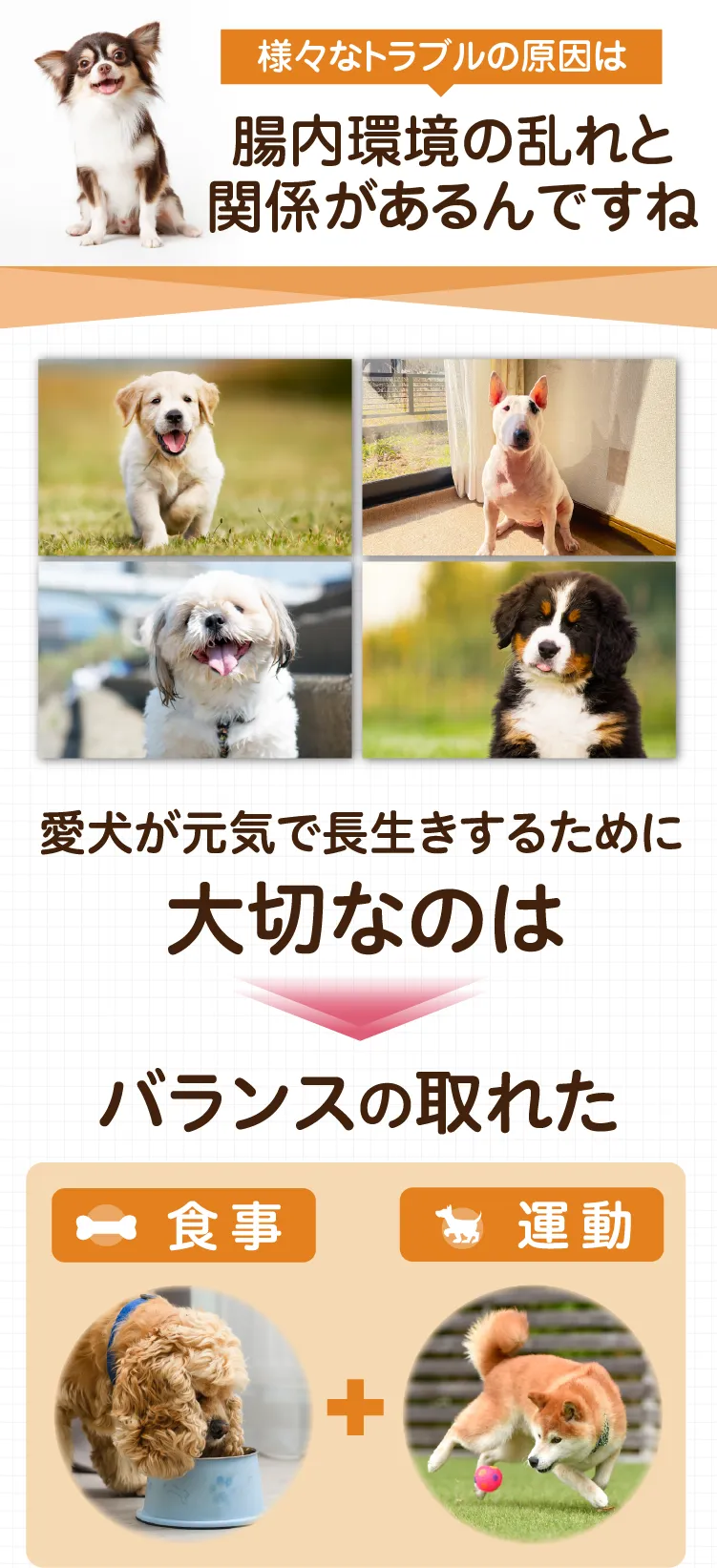 教えて！わいちろう先生　愛犬の健康管理ってどうするの？